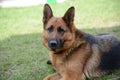 German Shepherd dog ÃÂÃÂµÃÂ¼ÃÂµÃâ ÃÂºÃÂ°ÃÂ ÃÂ¾ÃÂ²Ãâ¡ÃÂ°Ãâ¬ÃÂºÃÂ° Royalty Free Stock Photo